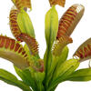 12" Green Venus Flytrap Plant 3/pk - view 2 of 6