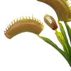12" Green Venus Flytrap Plant 3/pk - view 4 of 6