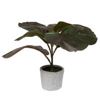 Plants / Cement Pot