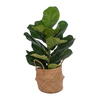 Vickerman Green Fiddle Leaf in Woven Basket  - view 1 of 4