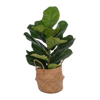 Plants / Woven Basket