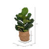 Vickerman Green Fiddle Leaf in Woven Basket  - view 3 of 4