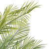 Vickerman Green Areca Palm Plant.  - view 3 of 5