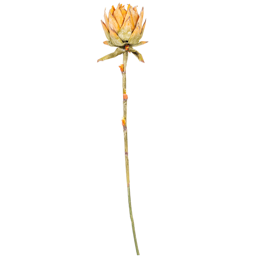 Vickerman Dried Protea Stem, 2 per Bag
