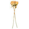 Vickerman Dried Protea Stem, 2 per Bag - view 4 of 4