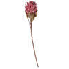 Vickerman 30.5" Dried Protea Stem, 2 per Bag - view 1 of 4