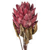 Vickerman 30.5" Dried Protea Stem, 2 per Bag - view 2 of 4