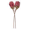 Vickerman 30.5" Dried Protea Stem, 2 per Bag - view 4 of 4