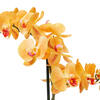 Vickerman 22" Artificial Potted Real Touch Phalaenopsis - view 4 of 5