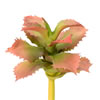 5" Red/Green Adromischcus Pick 3/Pk - view 1 of 4