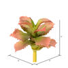 5" Red/Green Adromischcus Pick 3/Pk - view 3 of 4