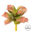 5" Red/Green Adromischcus Pick 3/Pk - view 4 of 4
