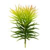 8" Green Crassula Tetragona Pick 3/Pk - view 1 of 4