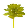 6" Green/Brown Spotted Echeveria 3/Pk - view 1 of 3