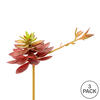 6" Black Prince Echeveria Pick 3/Pk - view 3 of 3