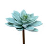 4.5" Grn Graptoveria Titubans Pick 3/pk - view 1 of 3