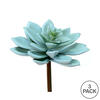 4.5" Grn Graptoveria Titubans Pick 3/pk - view 3 of 3