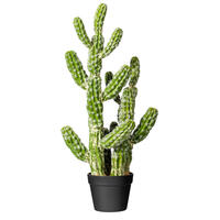 Cereus Cactus