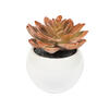 5" Green/Red/Gray Succulent Wht Pot Set3 - view 5 of 6