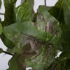 13" Green Ivy Bush 2/Pk - view 3 of 5