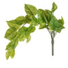 24" Green Pothos Bush Vine 2/Pk - view 1 of 5