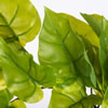 24" Green Pothos Bush Vine 2/Pk - view 3 of 5
