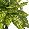 11" Green Dieffenbachia Poly Bush 3/Pk - view 3 of 5