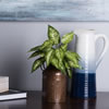 11" Green Dieffenbachia Poly Bush 3/Pk - view 2 of 5