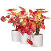 Vickerman 16" Artificial Variegated Leaves in Pot. - view 3 of 3