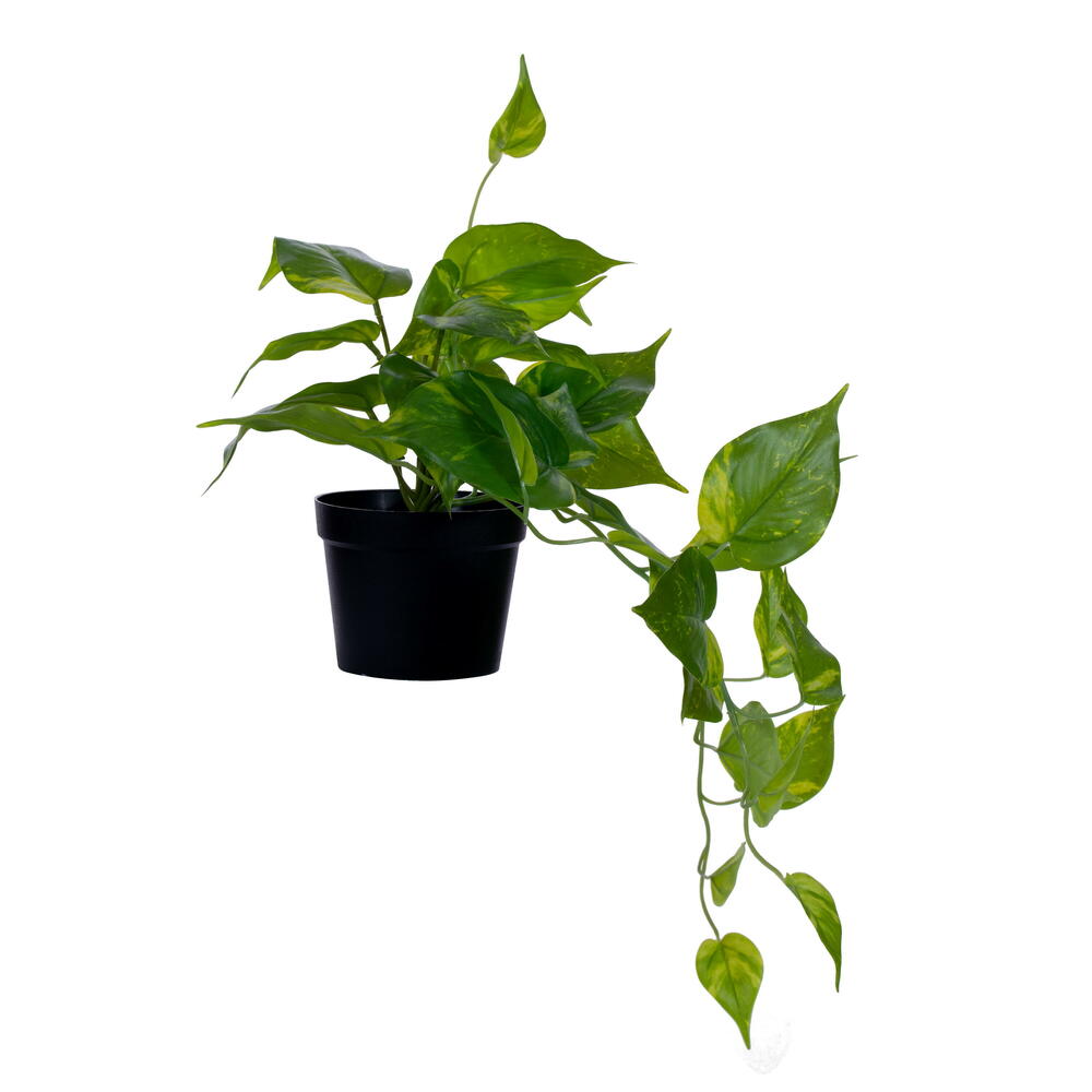 20" Green Potted Pothos Plant
