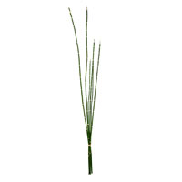 Horsetail