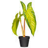 Vickerman Artificial Alocasia Potted Plant - view 1 of 4