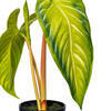 Vickerman Artificial Alocasia Potted Plant - view 2 of 4