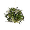 10" Green Fern Ball - view 1 of 2