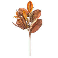 Brown Magnolia Leaf Collection