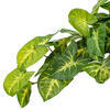 Vickerman Green Artificial Syngonium Bush - view 3 of 5