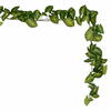 72" Syngonium Garland Fresh Touch UV - view 4 of 4
