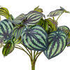 Vickerman Artificial Peperomia Piccolo Bush - view 4 of 5