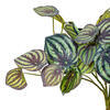 Vickerman Artificial Peperomia Piccolo Bush - view 3 of 5