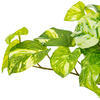 Vickerman Artificial Manjula Pothos Bush - view 3 of 5