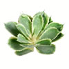 8" Green Succulent Stem - view 1 of 2