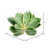 8" Green Succulent Stem - view 2 of 2