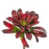 16" Red Succulent Stem - view 3 of 4