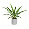 23" Potted Yucca Plant - view 1 of 3