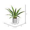 23" Potted Yucca Plant - view 3 of 3