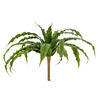 13" Green Bird Nest Fern Bush - view 1 of 4
