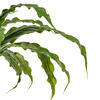 13" Green Bird Nest Fern Bush - view 2 of 4