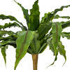 13" Green Bird Nest Fern Bush - view 3 of 4