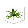 13" Green Bird Nest Fern Bush - view 4 of 4