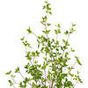 Vickerman Artificial Potted Baby Leaf Tree - view 3 of 5